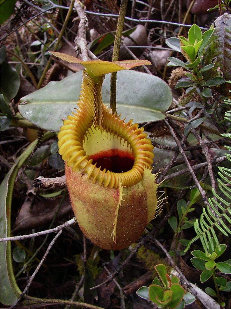 800px-Nepenthes_villosa
