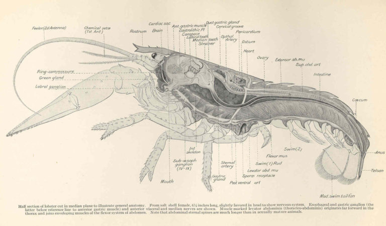 FMIB_47892_Half_section_of_lobster_cut_in_median_plane_to_illustrate_general_anatomy_From_soft_shell_female,_6_12_inches_long,_slightly