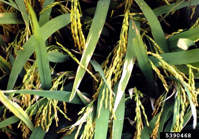 Bacterial_blight_of_rice