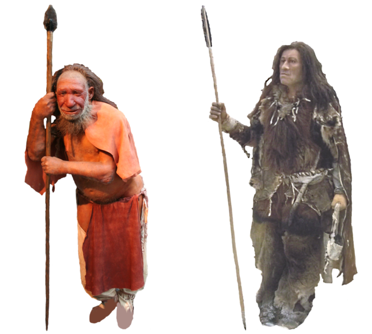 1024px-Comparison_of_Neanderthal_and_Homo_sapiens_(version_1)