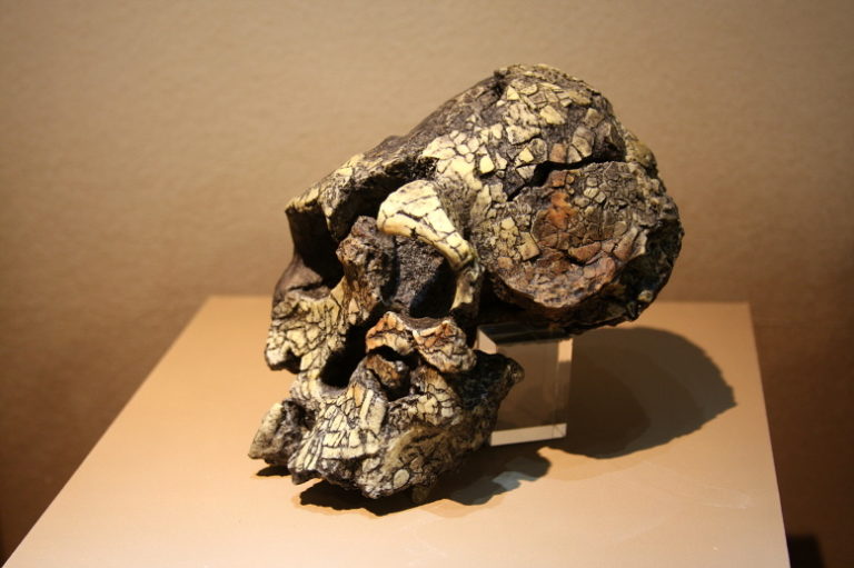 Kenyanthropus_platyops,_skull_(model)