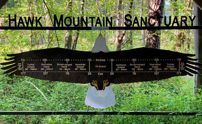 Hawk_Mountain_Sanctuary,_PA_-_Raptor_wing_span_information