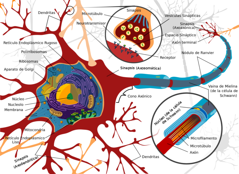 1200px-Complete_neuron_cell_diagram_es.svg