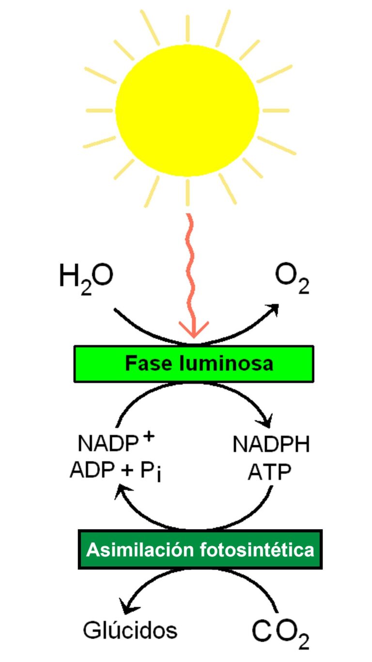 Diagrama simplificado de la fase luminosa y la fase oscura de la fotosíntesis en plantas. Wikimedia Commons.