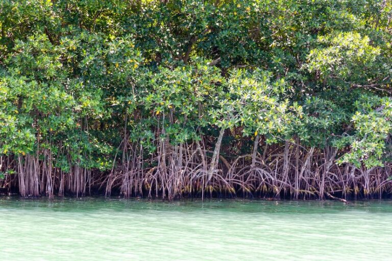 bosques-manglares-cerca-cancun-peninsula-yucatan-mexico_465502-2406