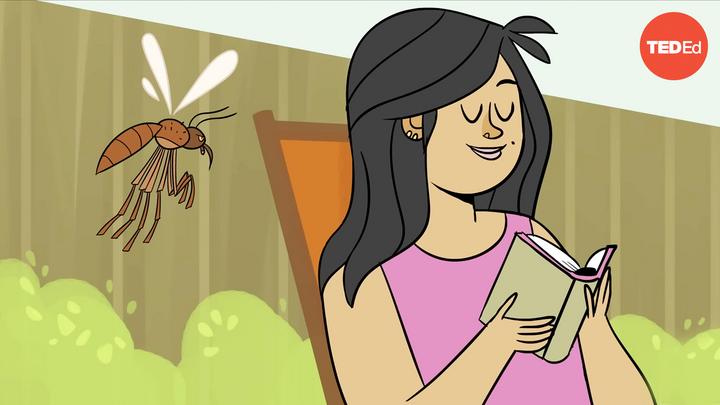 María Elena de Obaldia: ¿Los mosquitos realmente pican a algunas personas más que a otras? &#8211; María Elena de Obaldia
