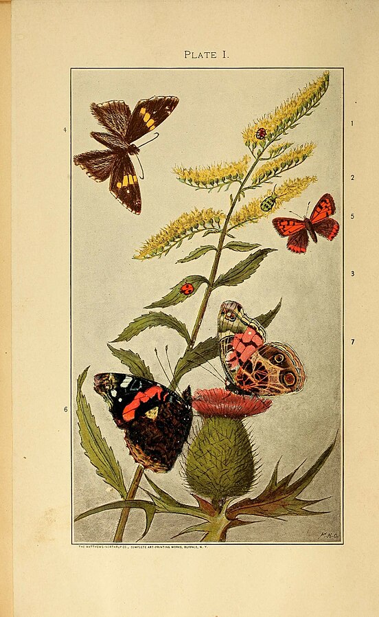 A_manual_for_the_study_of_insects_(Plate_I)_(8456173496) (1)