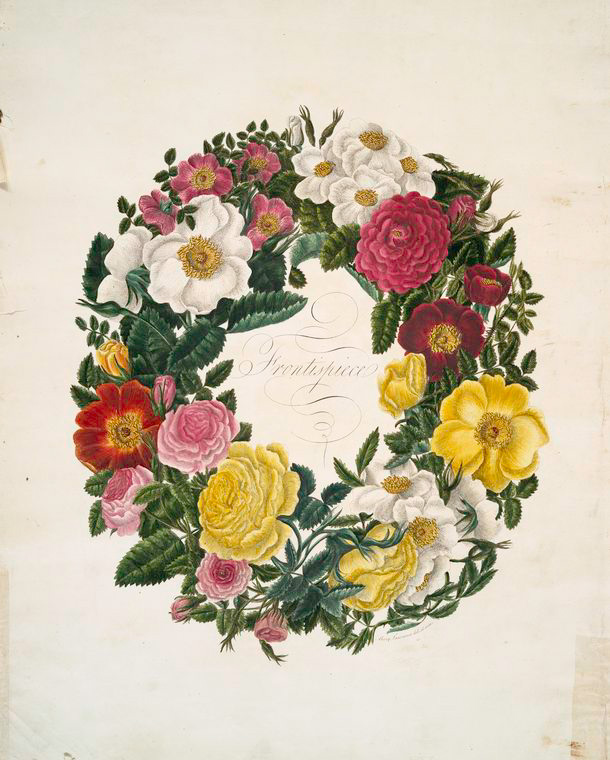 Mary Lawrance (1794-1830), apasionada pintora de rosas