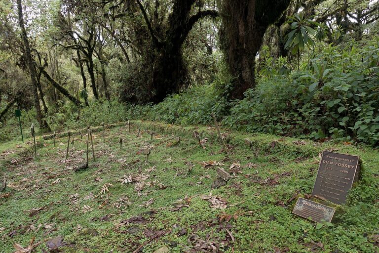 Gorilla_and_Dian_Fossey&#8217;s_graveyard