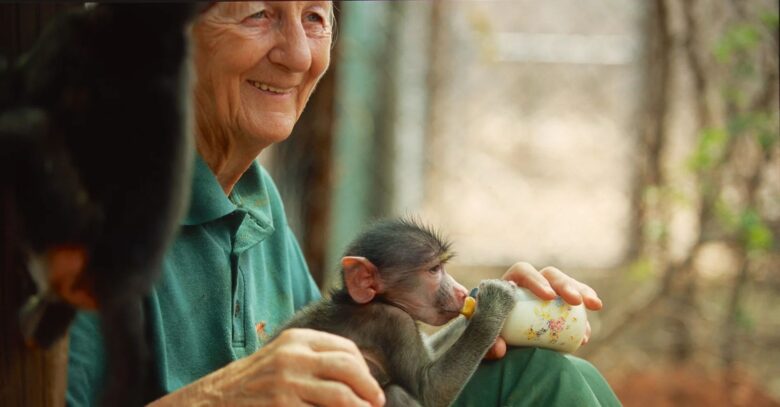 Rita Miljo, la rescatadora de babuinos que logró protegerlos y demostrar que ellos también pueden elegir a su familia