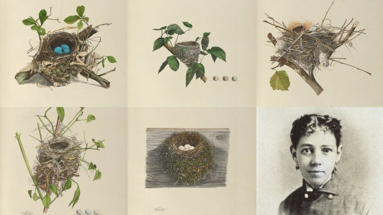 Genevieve Estelle Jones, ornitóloga e ilustradora que no llegó a ver el reconocimiento de su obra