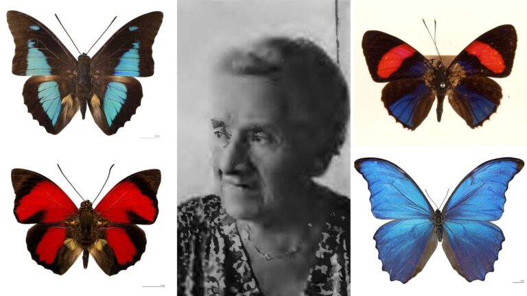 La gran colección de mariposas de Aimée Fournier