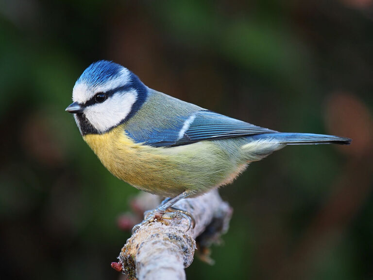 El olfato de las aves