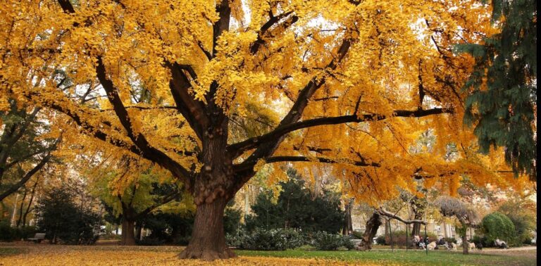 Ginkgo, el árbol que pone huevos