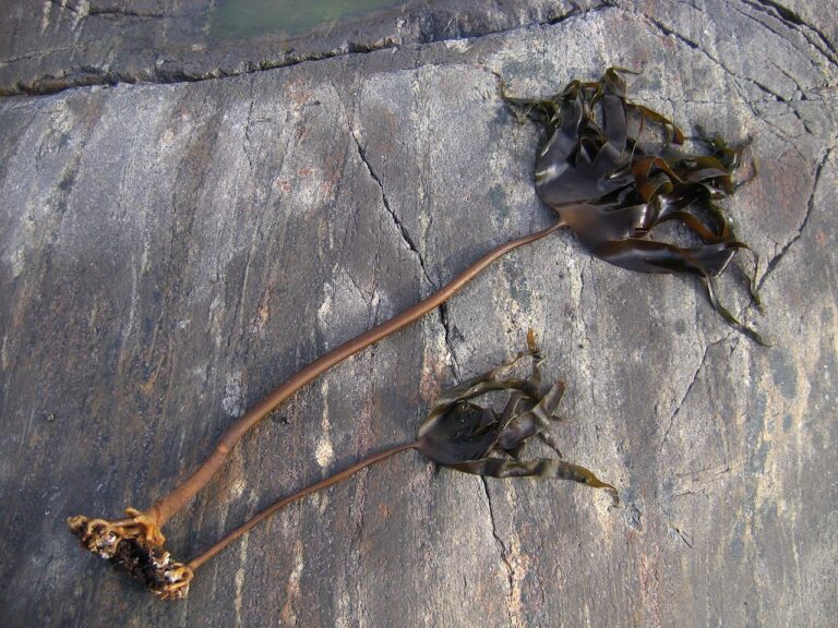 Laminaria_hyperborea