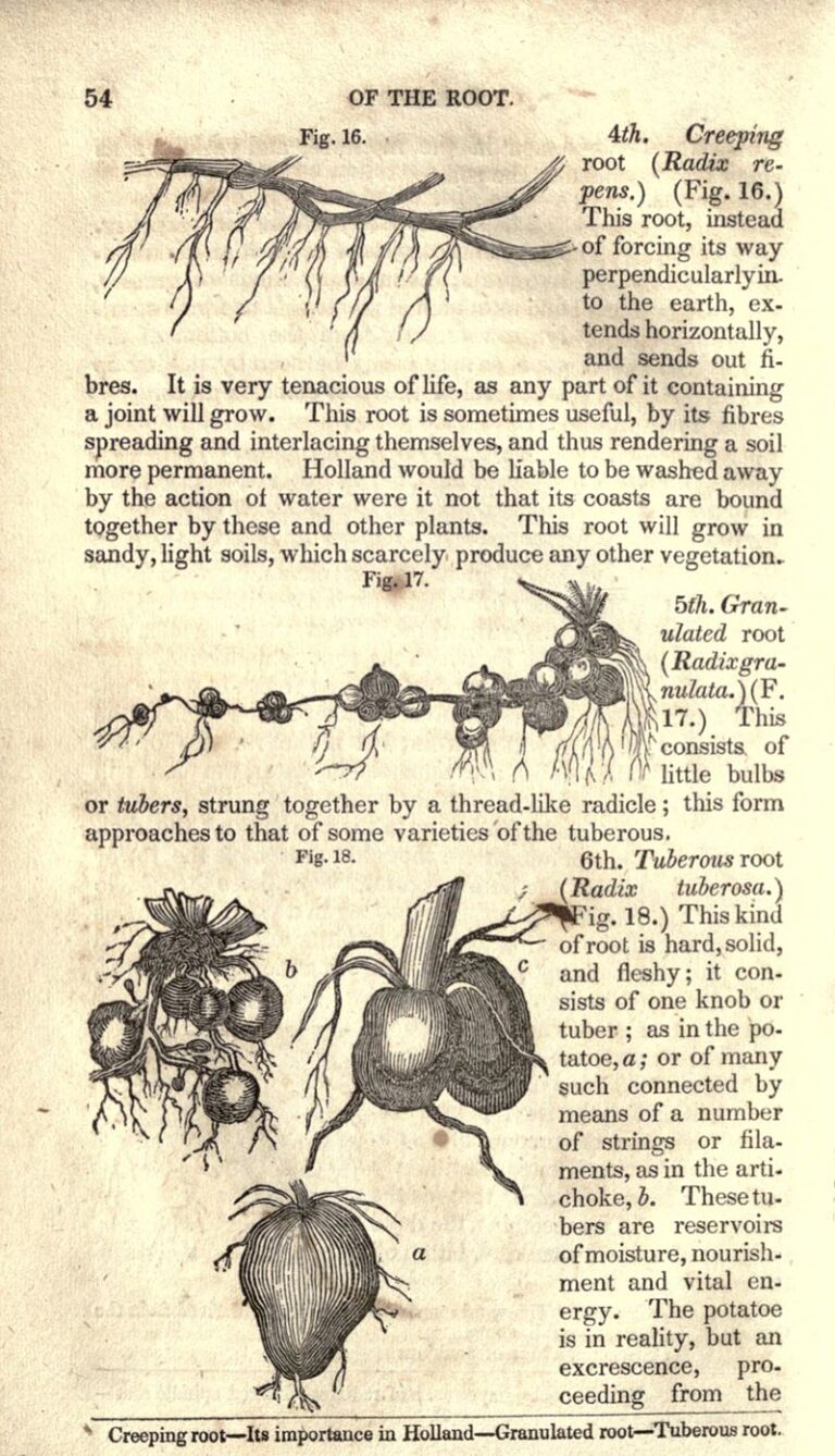Familiar_lectures_on_botany_(Page_54)_BHL17169344