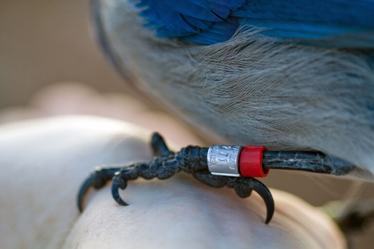 El anillamiento científico de aves y cómo ser anilladora