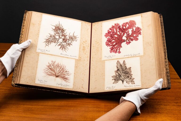 Bellos álbumes botánicos decimonónicos, un espacio con gran impronta investigadora femenina
