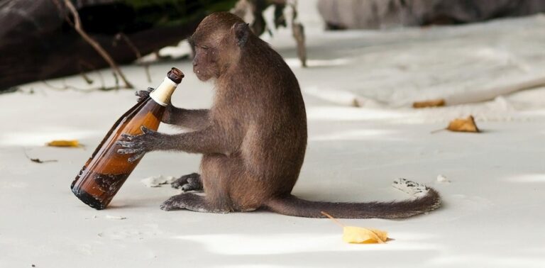 La supuesta ventaja evolutiva de consumir alcohol