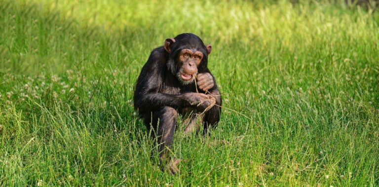 Los animales que usan plantas para curarse nos inspiran para descubrir nuevos fármacos