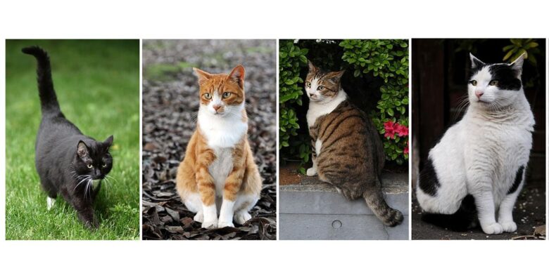 Las cuatro gatas