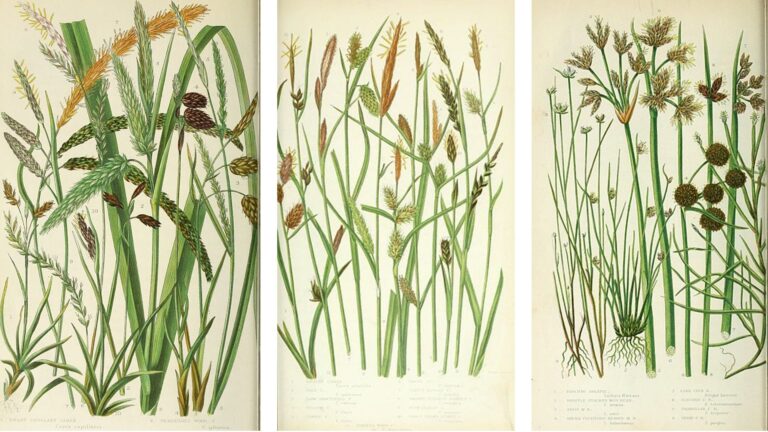 ilustraciones Pratt 2