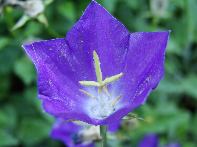 Campanula_raineri_(BG_Wroclaw)-3