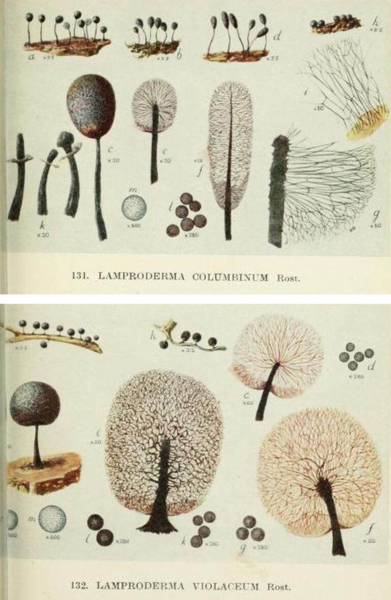 ilustraciones lister