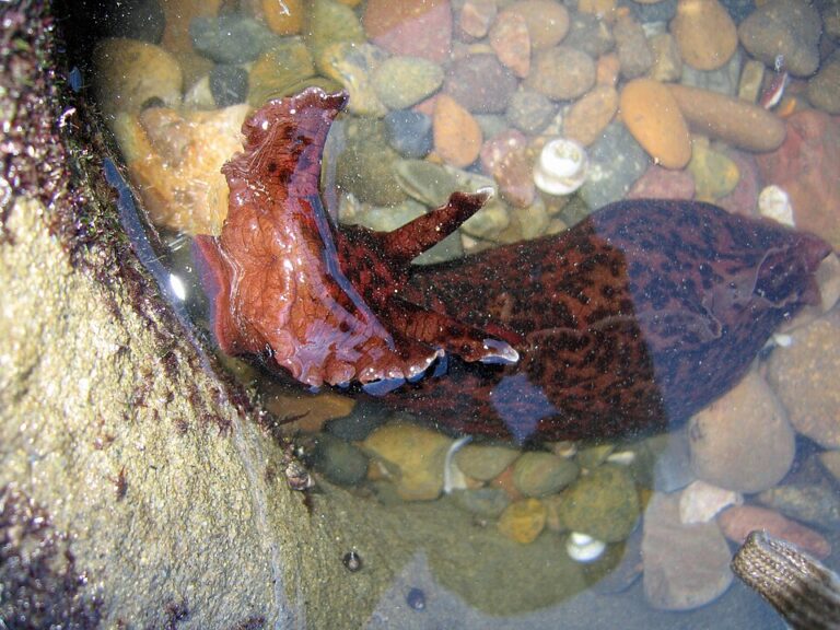 California_Sea_Hare_-_Flickr_-_GregTheBusker_(3)