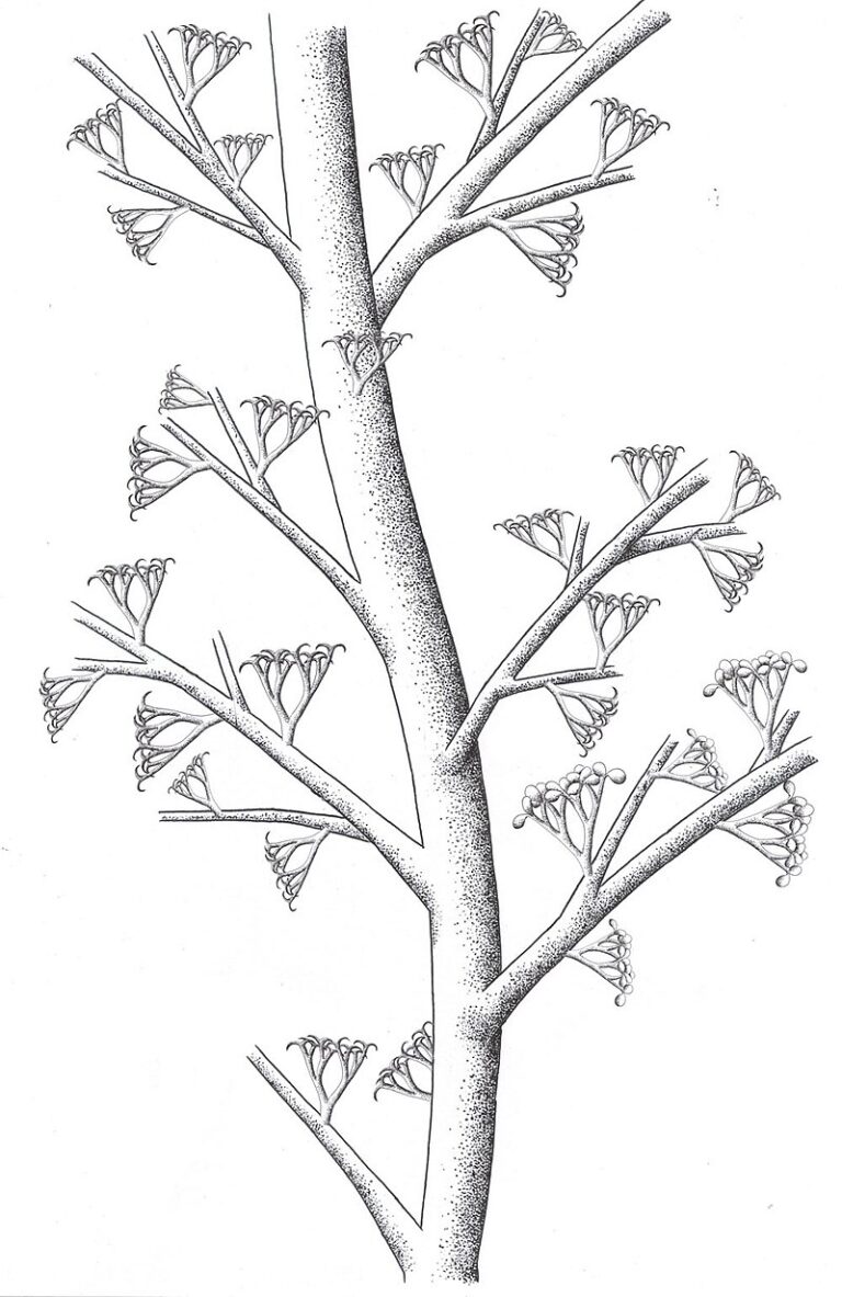 Ibyka_reconstrucción