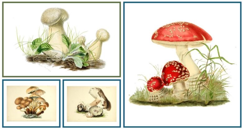 Anna Maria Reed Hussey (1805-1853), ilustradora y escritora botánica