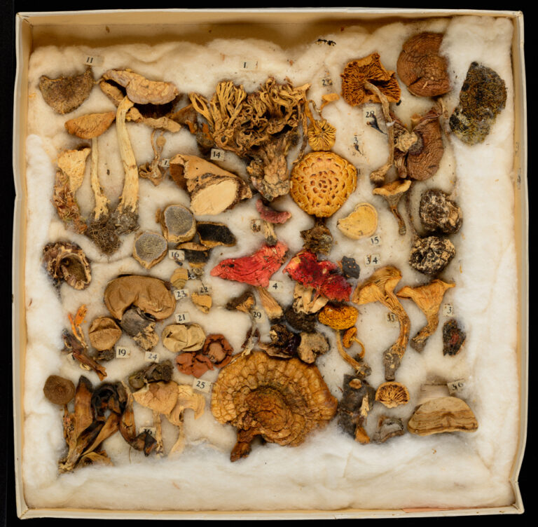 Virtual Herbarium Image