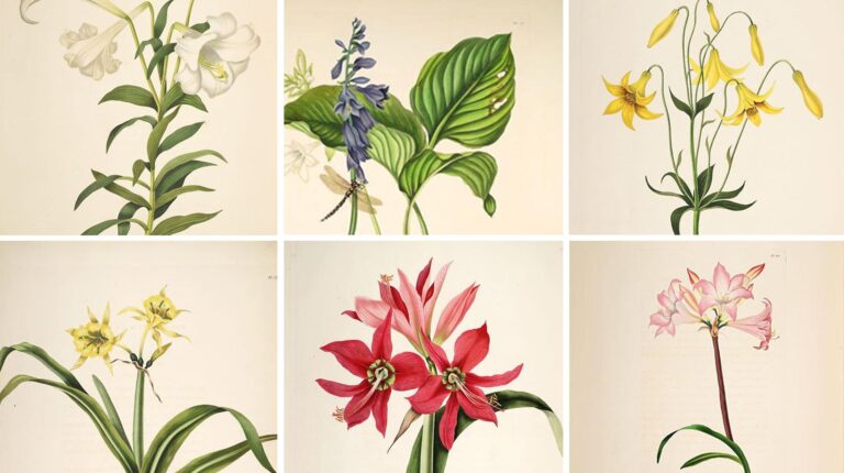 Priscilla Falkner Bury (1799-1872), pintando la belleza de las azucenas