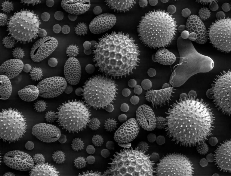 Misc_pollen
