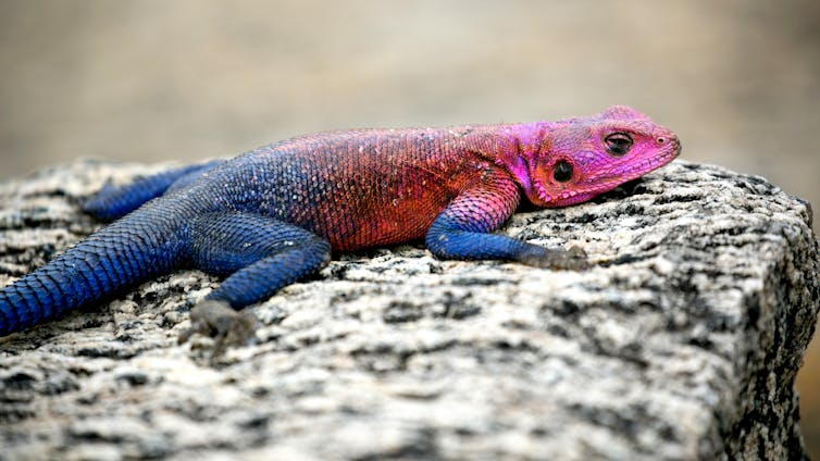 ¿Los humanos somos la única especie en que las hembras se acicalan en el cortejo?
