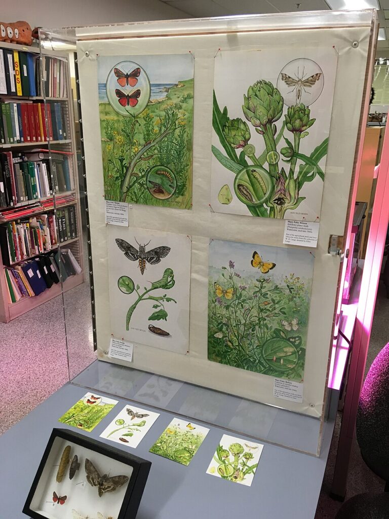 Mary_Foley_Benson_watercolors_at_the_Bohart_Museum