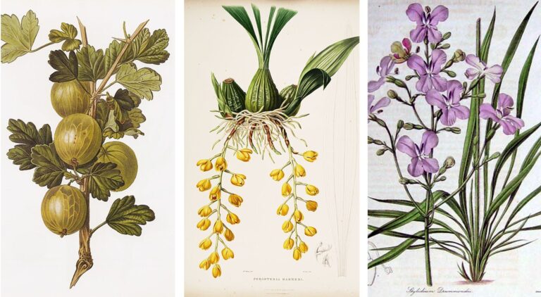 Augusta Innes Baker Withers, botánica pintora de reinas