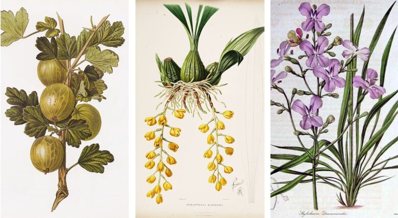 Augusta Innes Baker Withers, botánica pintora de reinas